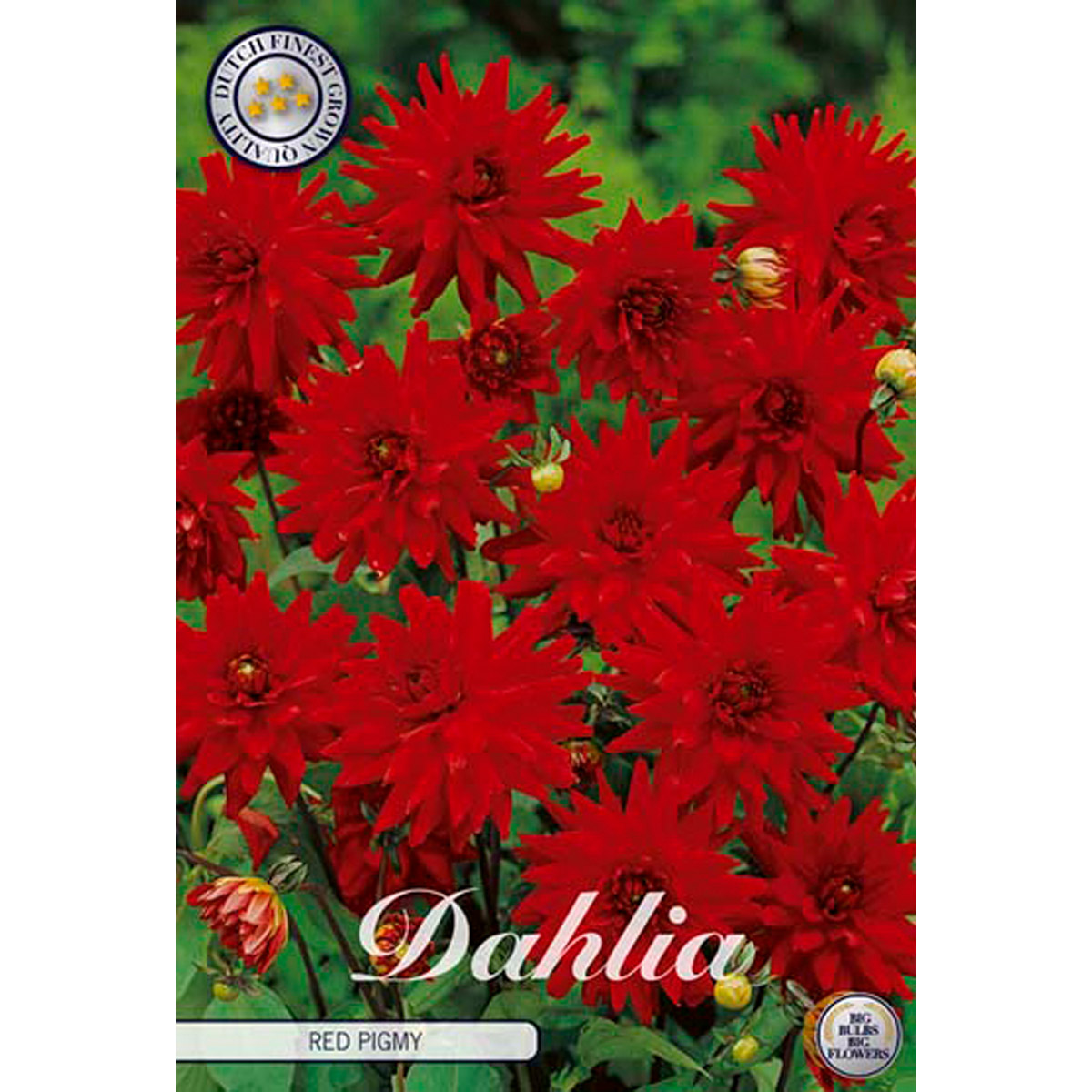 kaktusdahlia-red-pigmy-e-handel-plantigo-se