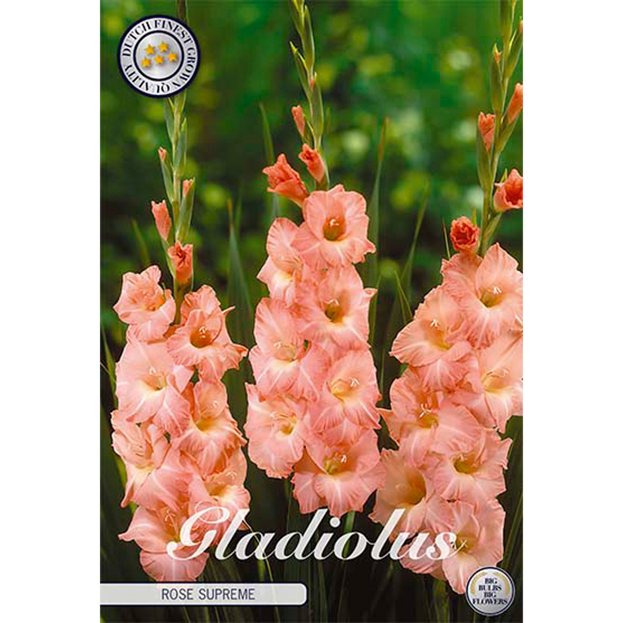 Gladiol, Rose Supreme 10 st