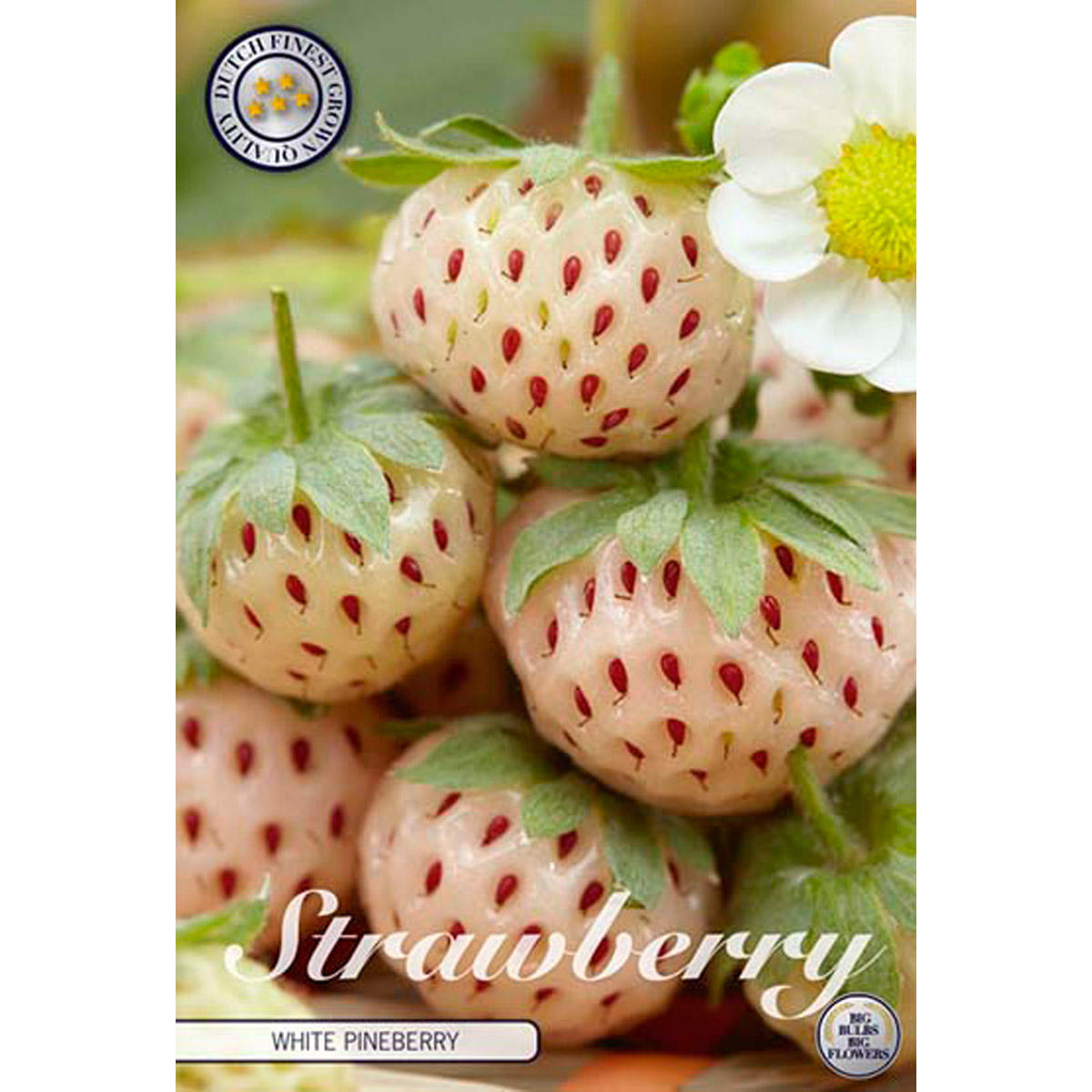 Jordgubbe, White Pineberry 2 st