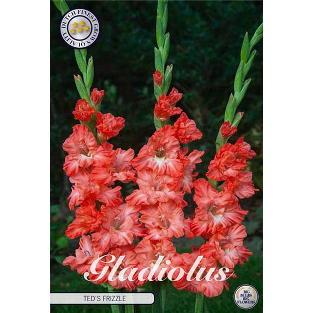 Gladiol, Ted's Frizzle 10 st