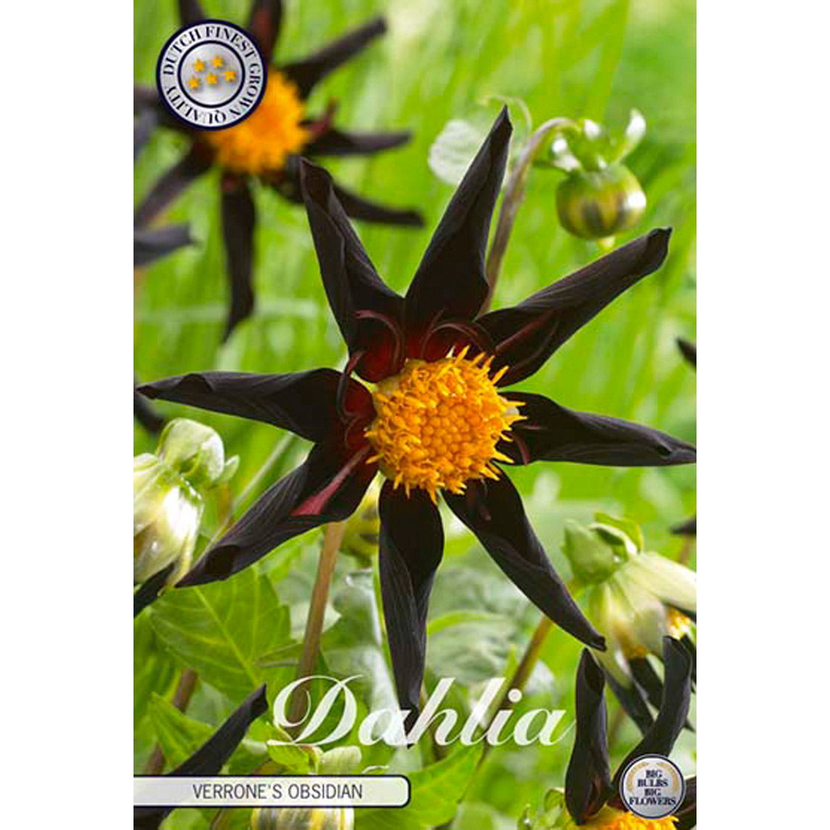 Orkidédahlia, Verrone's Obsidian 1 st
