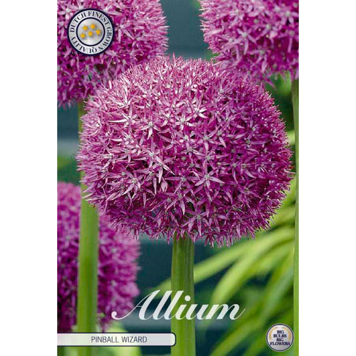 Allium, Pinnball Wizard 1 st