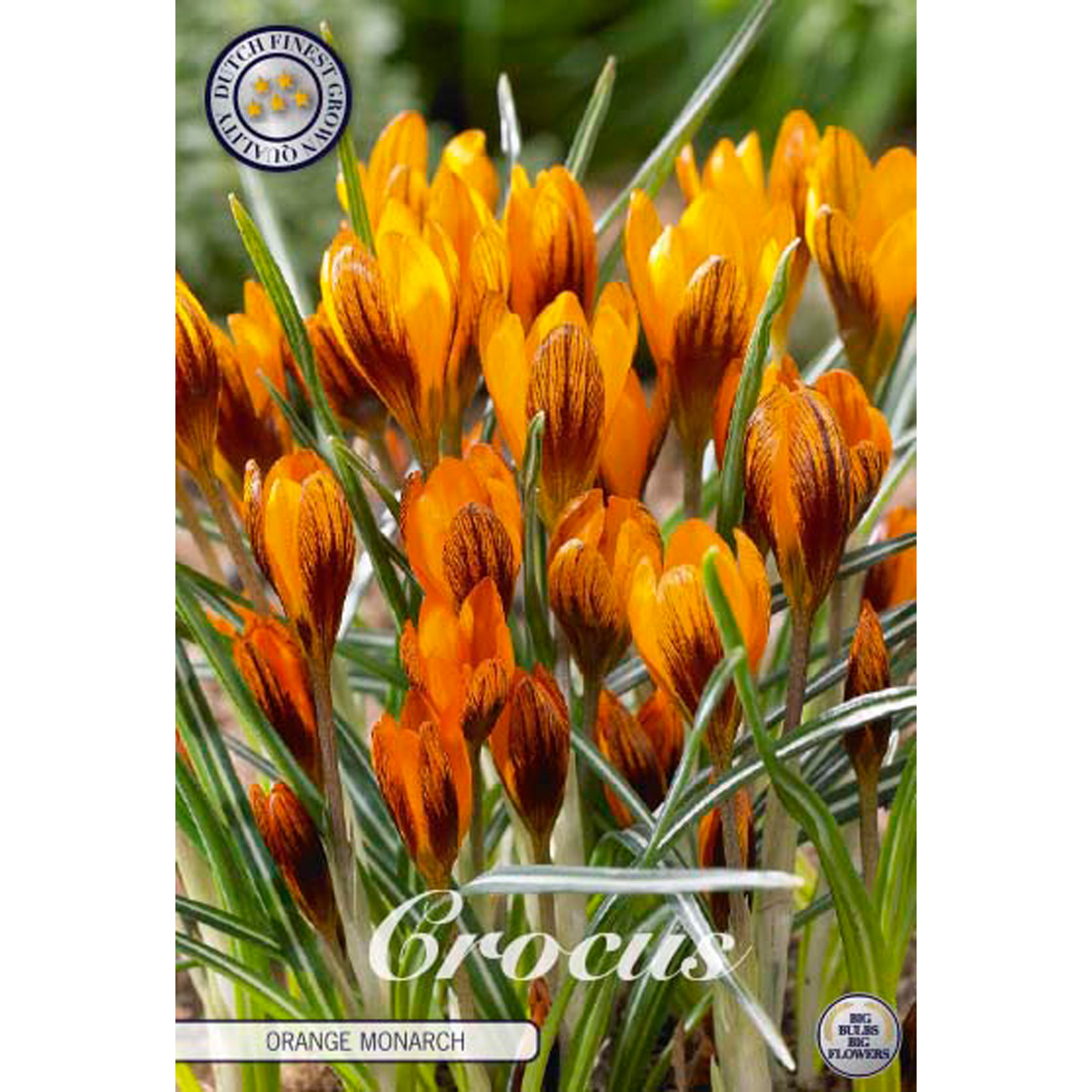Botanisk krokus, Orange Monarch 10 st