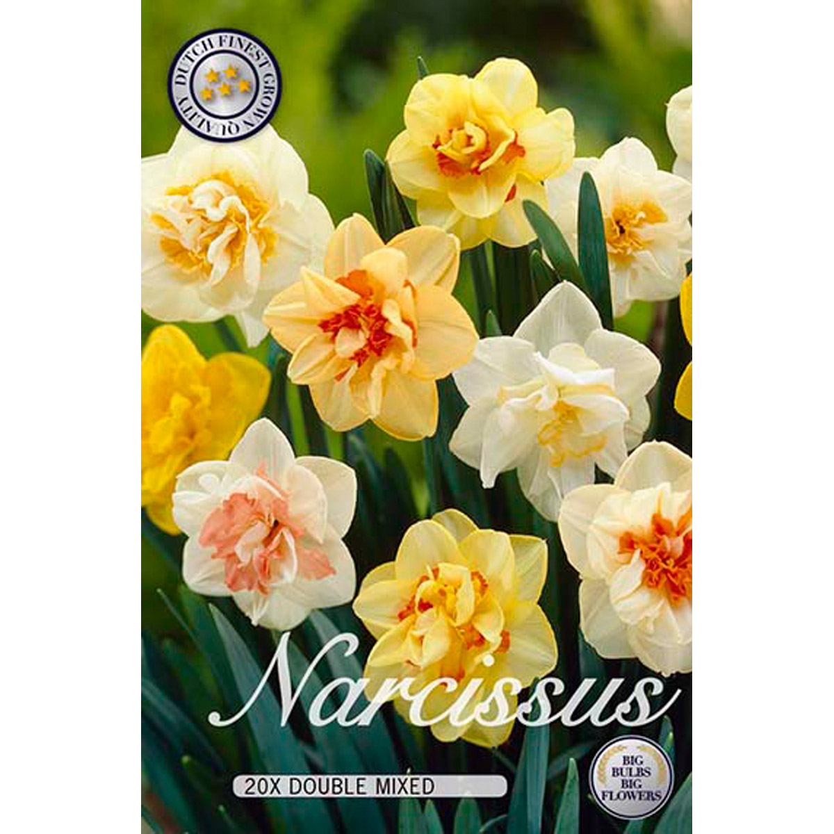 Dubbel Narciss, blandade färger 15 st