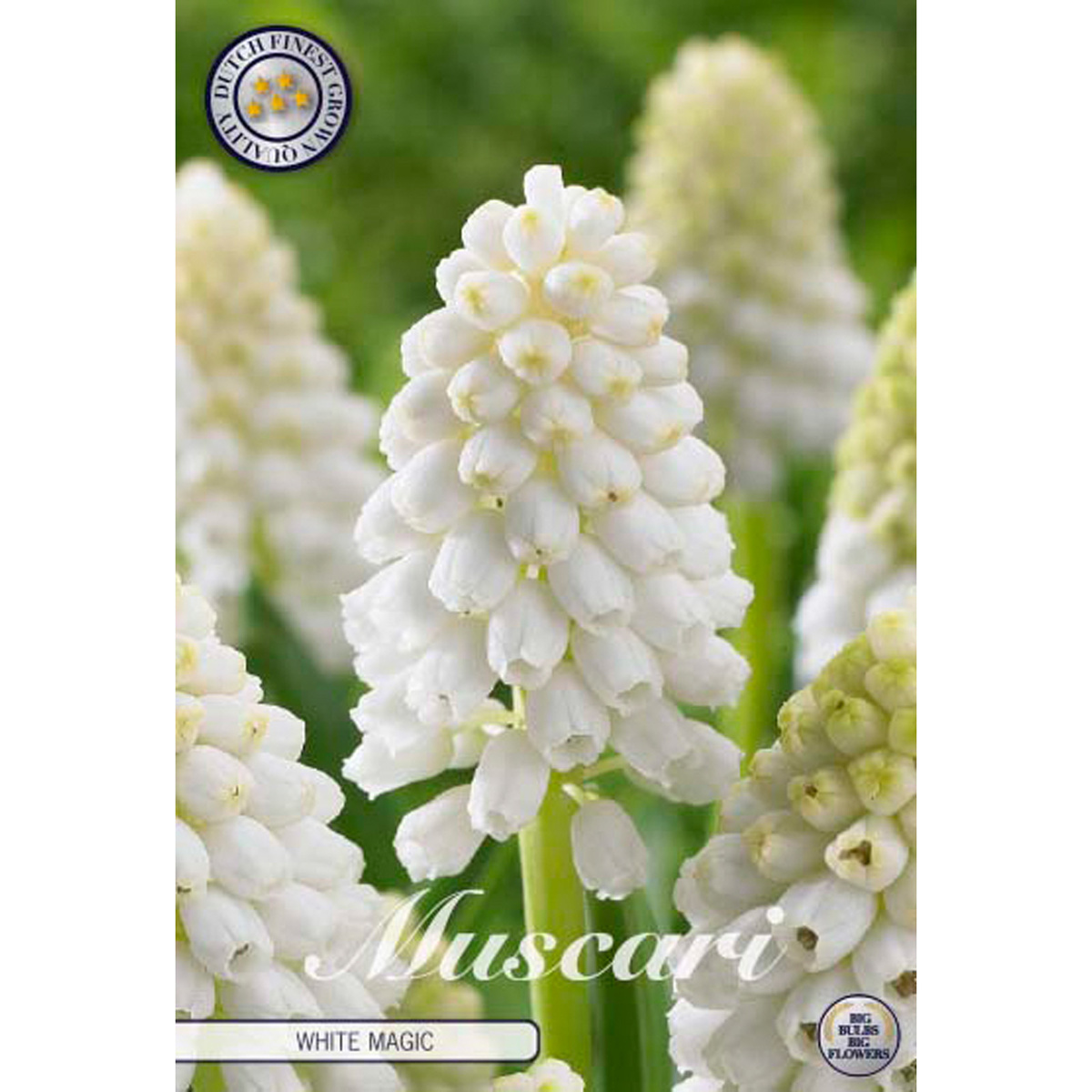 Pärlhyacint, White Magic 10 st
