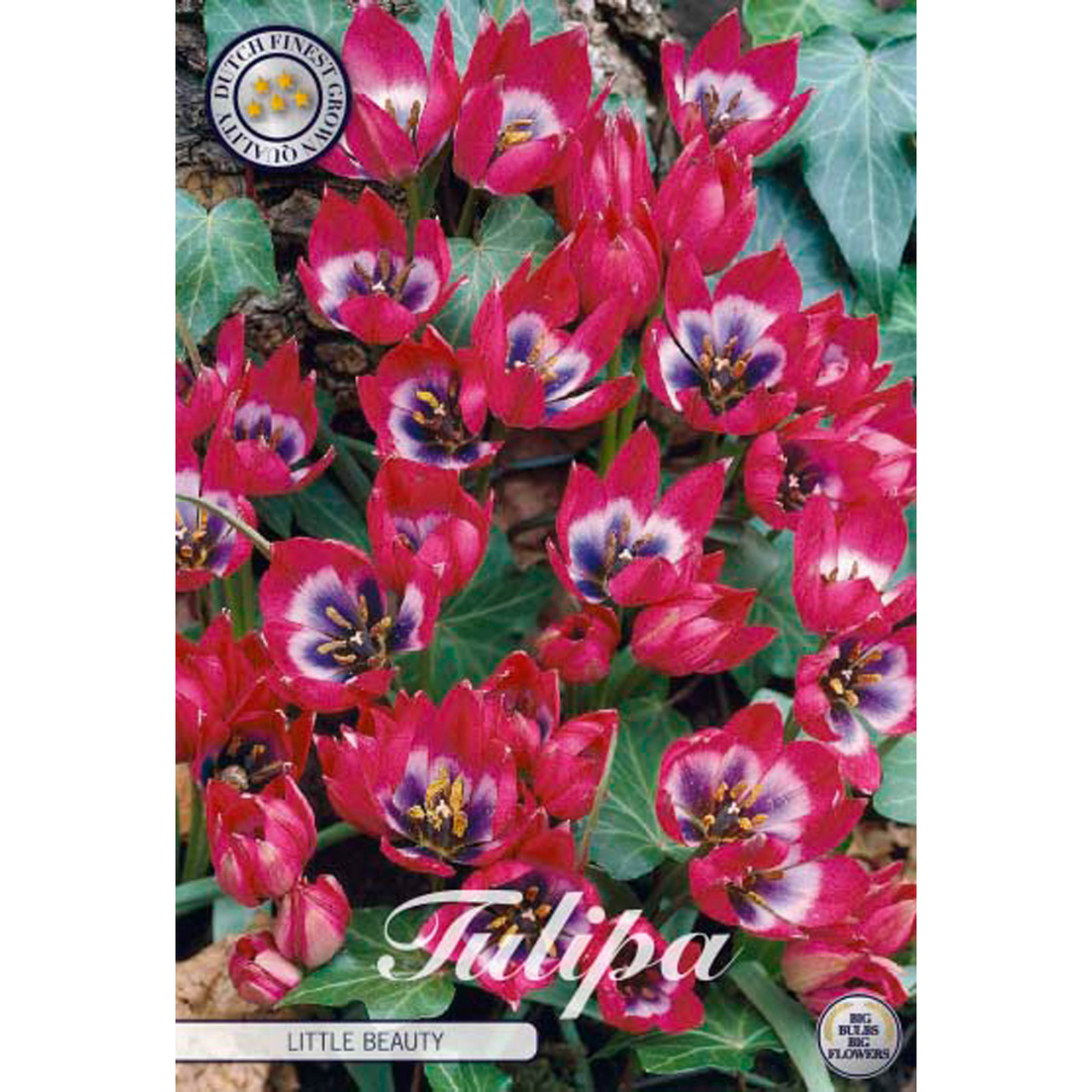 Botanisk tulpan, Little Beauty 10 st