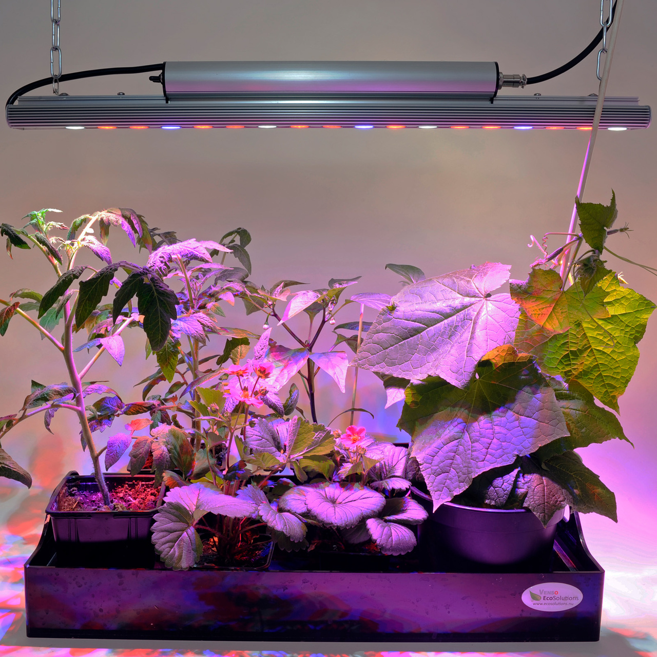 Växtbelysning, LED-ramp Quattro 35W
