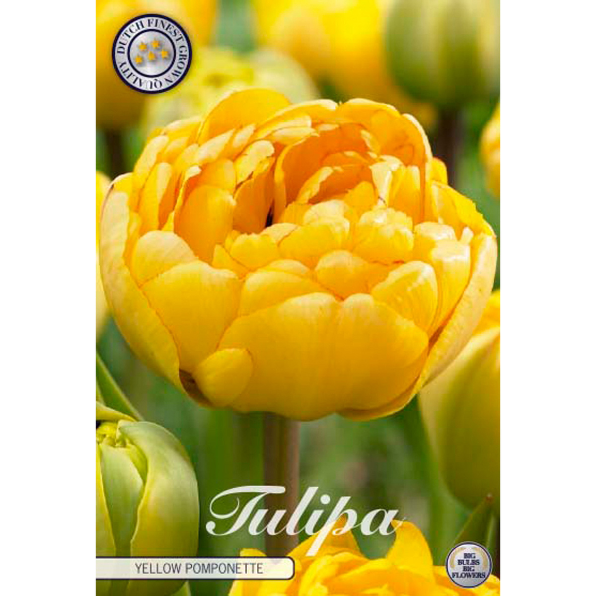 Tulipa Double Late Yellow Pomponette 7 st