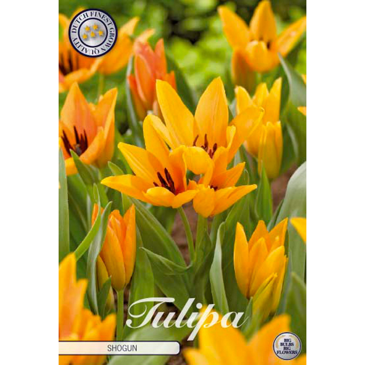 Tulipa Specie Praestans Shogun 10 st
