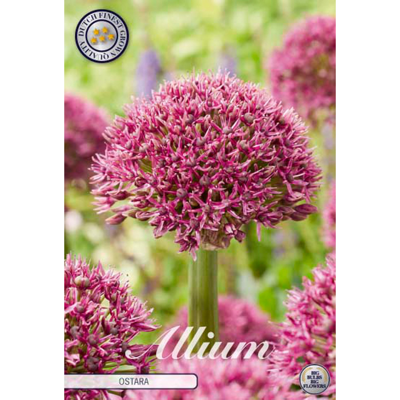 Allium, Ostara 3 st