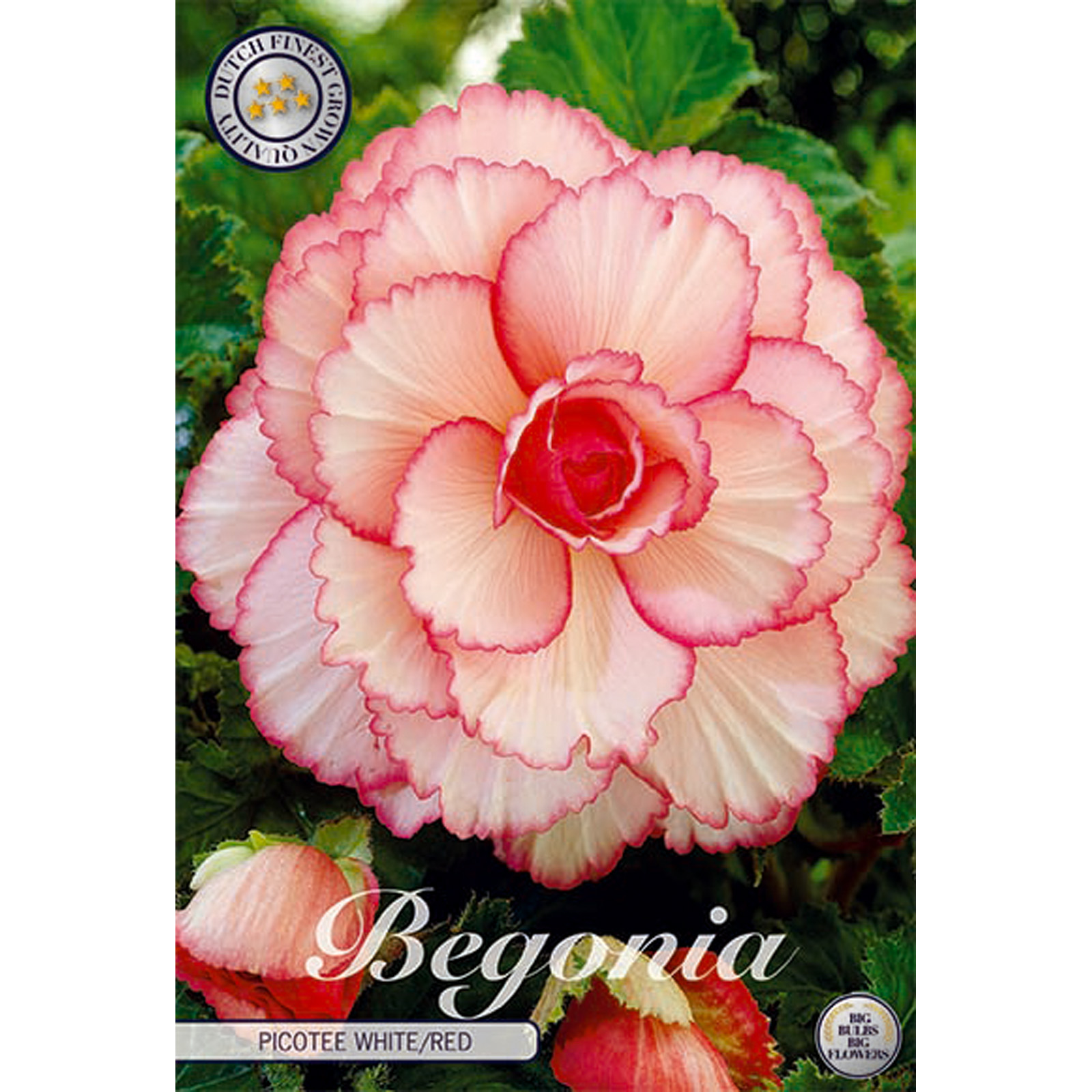 Begonia, Picotee vit/röd 3 st
