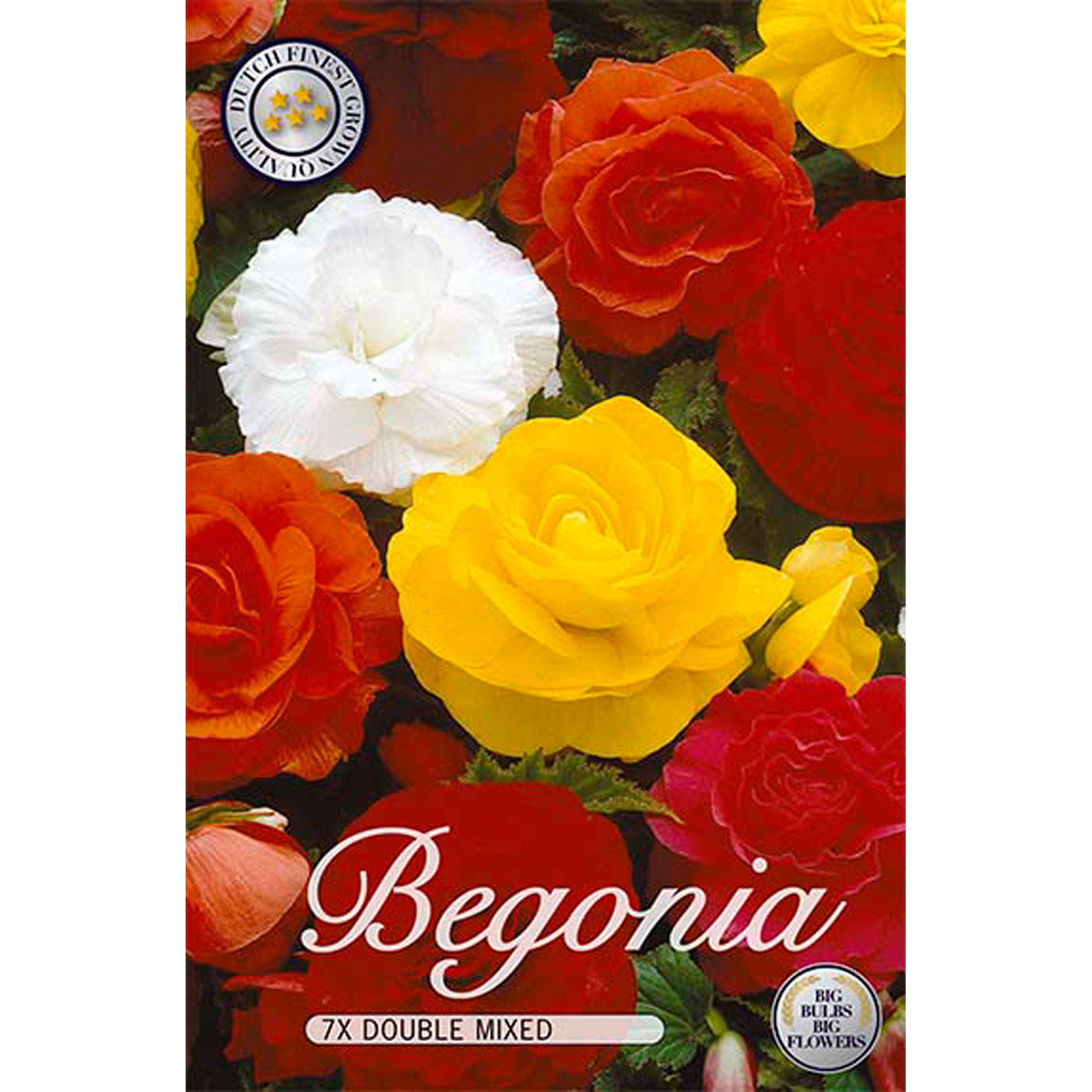 Begonia, Dubbel mix 7 st