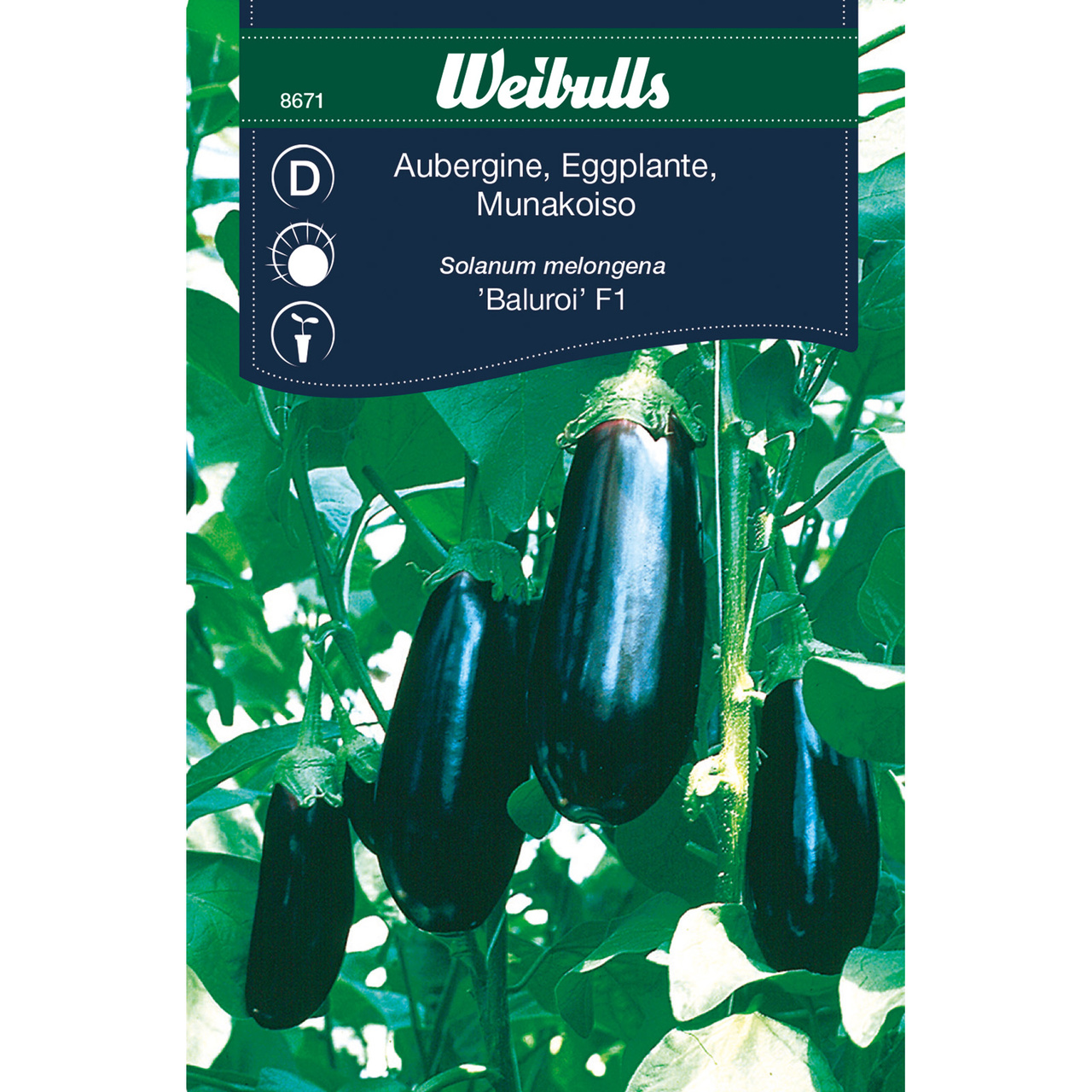 Aubergine, Baluroi F1 - OUTLET